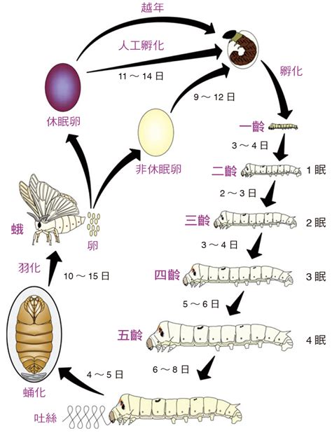 蠶的生命週期